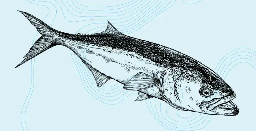 bluefish illustration