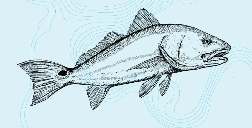 red drum illustration